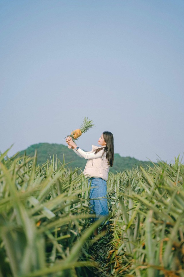 The pineapple season has not yet come, but young people everywhere have invited each other to check-in the romantic pineapple hill in Ninh Binh - Photo 2.