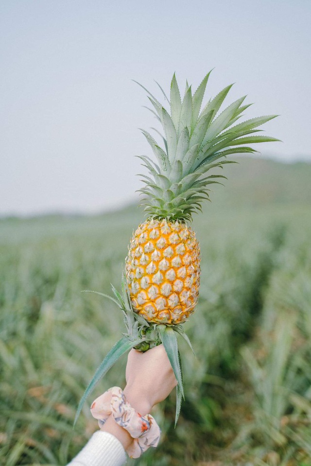 The pineapple season has not yet come, but young people everywhere have invited each other to check-in the romantic pineapple hill in Ninh Binh - Photo 16.