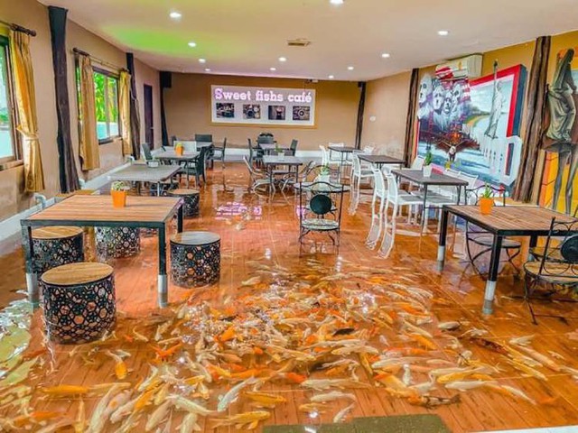 Quán cà phê ở Thái Lan bơm ngập nước để khách hàng có thể tự do ngâm chân với cá Koi - Ảnh 2.