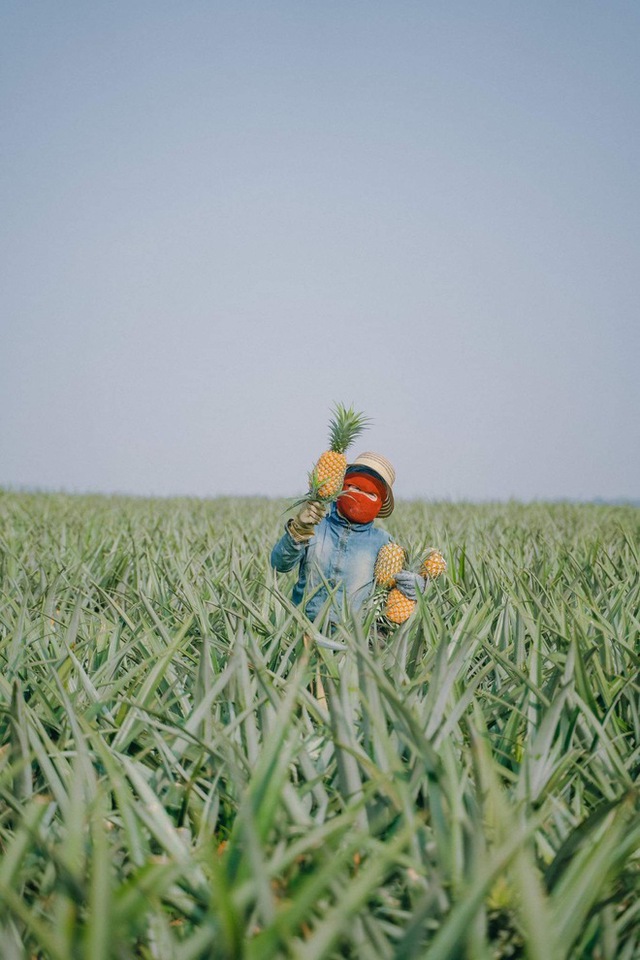 The pineapple season has not yet come, but young people everywhere have invited each other to check-in the romantic pineapple hill in Ninh Binh - Photo 14.