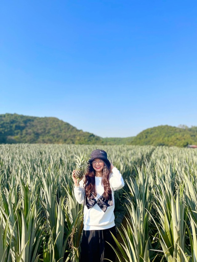 The pineapple season has not yet come, but young people everywhere have invited each other to check-in the romantic pineapple hill in Ninh Binh - Photo 13.