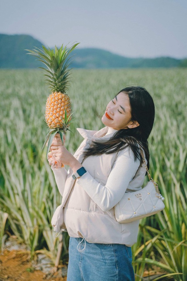 The pineapple season has not yet come, but young people everywhere have invited each other to check-in the romantic pineapple hill in Ninh Binh - Photo 10.