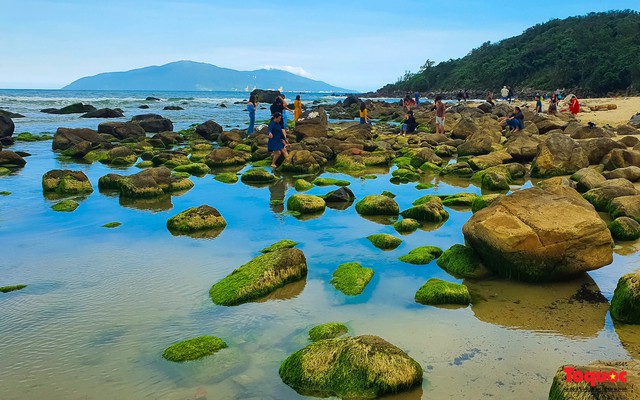 Người dân và du khách thích thú check-in mùa rêu xanh tại rạn Nam Ô - Ảnh 6.