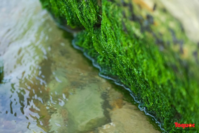 Người dân và du khách thích thú check-in mùa rêu xanh tại rạn Nam Ô - Ảnh 5.