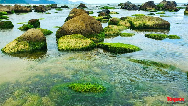 Người dân và du khách thích thú check-in mùa rêu xanh tại rạn Nam Ô - Ảnh 3.