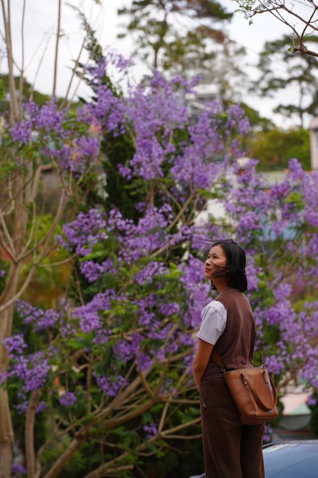 Out of cherry blossoms, Da Lat is about to enter the purple phoenix flower season, which is also beautiful - Photo 12.