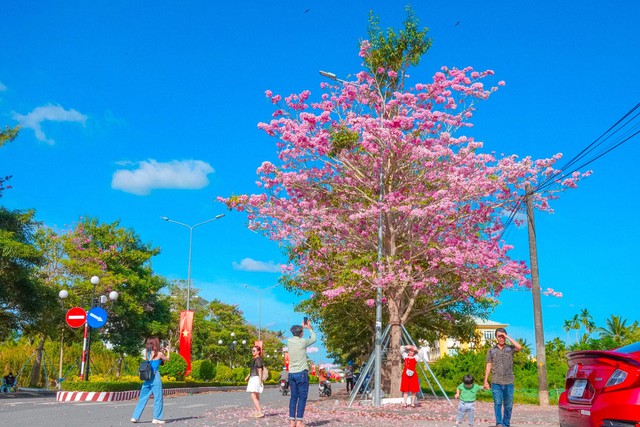 Over 70 km to check in the beautiful pink road like Korean movies in the West - Photo 11.