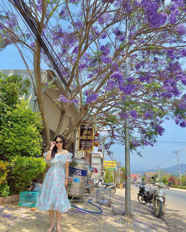 Out of cherry blossoms, Da Lat is about to enter the purple phoenix flower season, which is also beautiful - Photo 3.