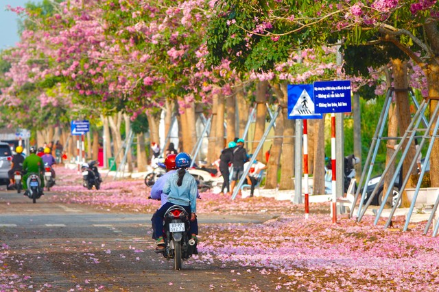 Passing more than 70 km to check in the beautiful pink road like Korean movies in the West - Photo 2.