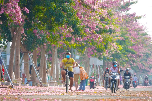 Vượt hơn 70 km đến check in cung đường nhuộm hồng đẹp như phim Hàn ở miền Tây - Ảnh 1.