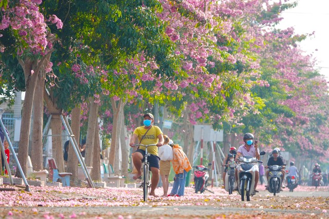 Passing more than 70 km to check in the beautiful pink road like Korean movies in the West - Photo 1.