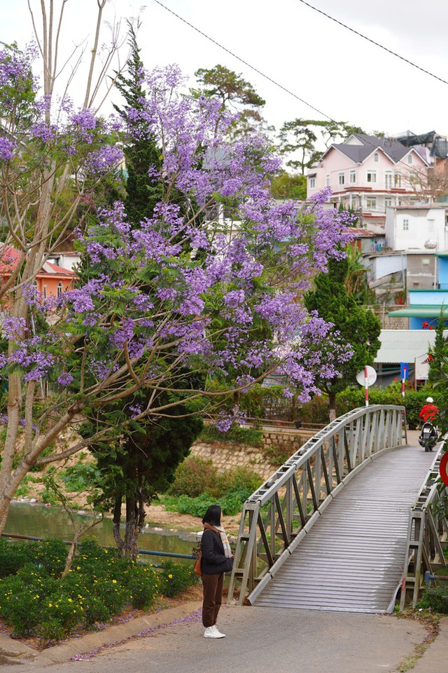 Out of cherry blossoms, Da Lat is about to enter the purple phoenix flower season, which is also beautiful - Photo 11.
