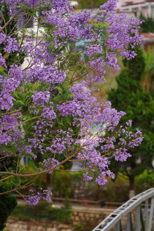 Out of cherry blossoms, Da Lat is about to enter the purple phoenix flower season, which is also beautiful - Photo 10.