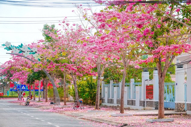Passing more than 70 km to check in the beautiful pink road like Korean movies in the West - Photo 7.