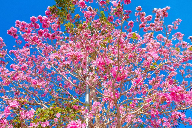 Passing more than 70 km to check in the beautiful pink road like Korean movies in the West - Photo 6.