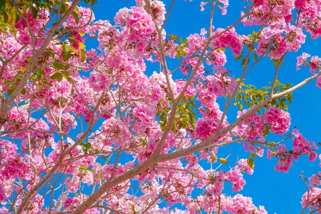 Passing more than 70 km to check in the beautiful pink road like Korean movies in the West - Photo 5.