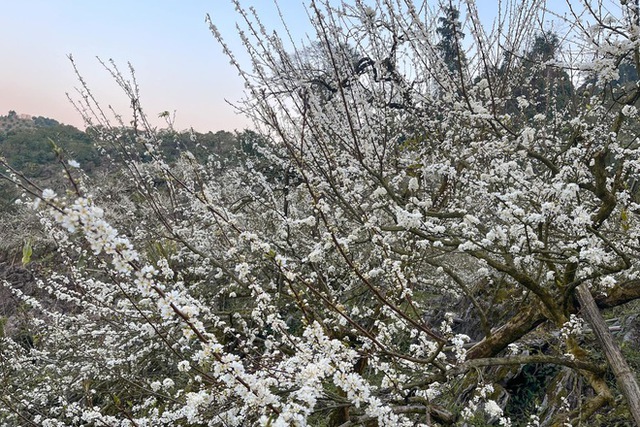 Mộc Châu trở thành điểm siêu hot dịp đầu xuân với những cây hoa mận phủ trắng núi đồi - Ảnh 30.