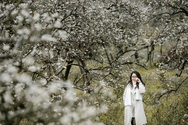Mộc Châu trở thành điểm siêu hot dịp đầu xuân với những cây hoa mận phủ trắng núi đồi - Ảnh 19.