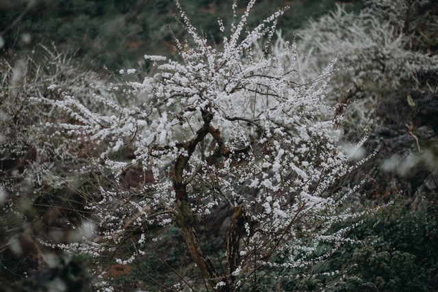 Mộc Châu trở thành điểm siêu hot dịp đầu xuân với những cây hoa mận phủ trắng núi đồi - Ảnh 29.