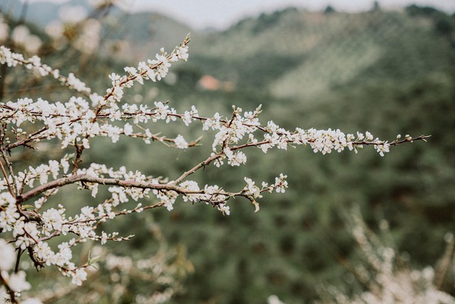 Mộc Châu trở thành điểm siêu hot dịp đầu xuân với những cây hoa mận phủ trắng núi đồi - Ảnh 10.