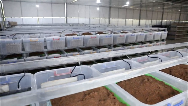 Tham quan nông trại và nhà máy sản xuất dế lớn nhất Việt Nam của Cricket One: Tận dụng từ chân đến phân dế, nâng cấp món ăn chơi vùng quê thành công nghiệp thực phẩm mới - Ảnh 7.