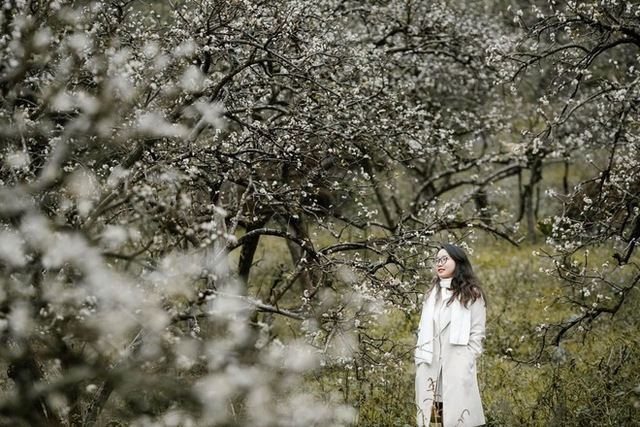 Mộc Châu trở thành điểm siêu hot dịp đầu xuân với những cây hoa mận phủ trắng núi đồi - Ảnh 8.