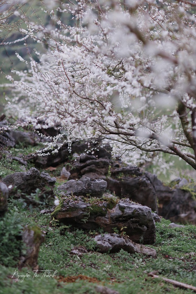 Mộc Châu trở thành điểm siêu hot dịp đầu xuân với những cây hoa mận phủ trắng núi đồi - Ảnh 4.