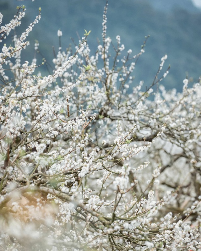 Mộc Châu trở thành điểm siêu hot dịp đầu xuân với những cây hoa mận phủ trắng núi đồi - Ảnh 27.