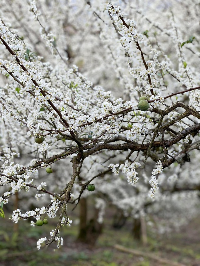 Mộc Châu trở thành điểm siêu hot dịp đầu xuân với những cây hoa mận phủ trắng núi đồi - Ảnh 26.