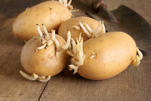 5 điều cấm kỵ khi bảo quản khoai tây khiến nhanh hỏng, ăn vào thậm chí còn gây ung thư - Ảnh 1.