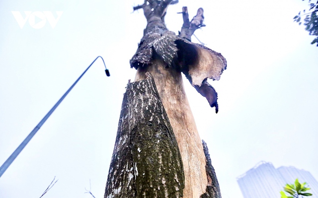 Loạt cây xanh chết khô trên Đại lộ Thăng Long được di chuyển đến nơi khác - Ảnh 6.