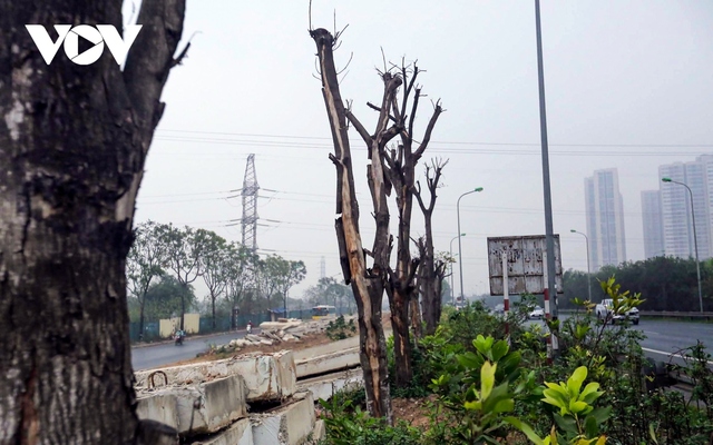 Loạt cây xanh chết khô trên Đại lộ Thăng Long được di chuyển đến nơi khác - Ảnh 5.
