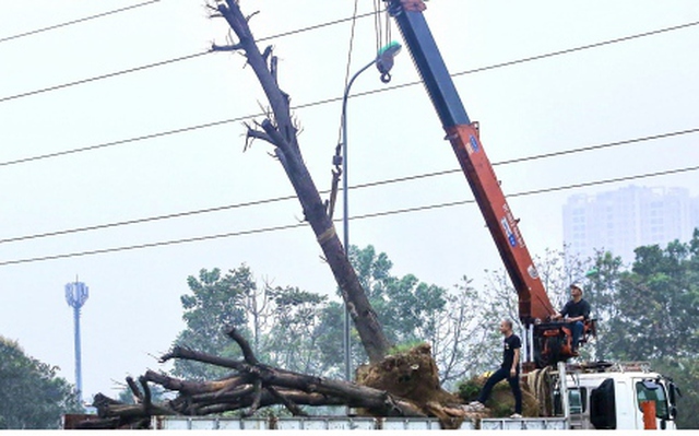 Loạt cây xanh chết khô trên Đại lộ Thăng Long được di chuyển đến nơi khác