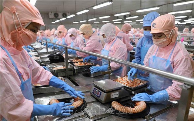 Chế biến sản phẩm tôm xuất khẩu tại nhà máy của Tập đoàn thuỷ sản Minh Phú. Ảnh minh họa: Vũ Sinh/TTXVN