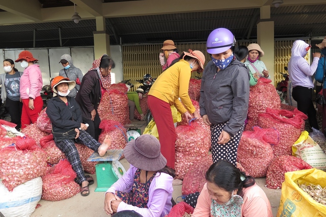 Tỏi Lý Sơn mất mùa và bài toán gỡ khó cho nông dân - Ảnh 2.