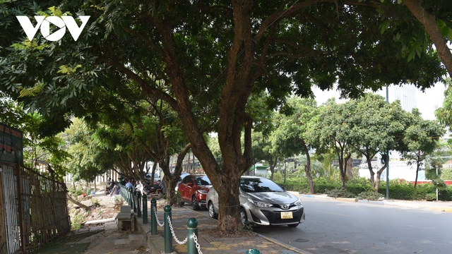 Hà Nội đánh chuyển rặng nhãn trên tuyến phố đi bộ Trịnh Công Sơn - Ảnh 7.