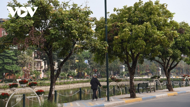 Hà Nội đánh chuyển rặng nhãn trên tuyến phố đi bộ Trịnh Công Sơn - Ảnh 5.