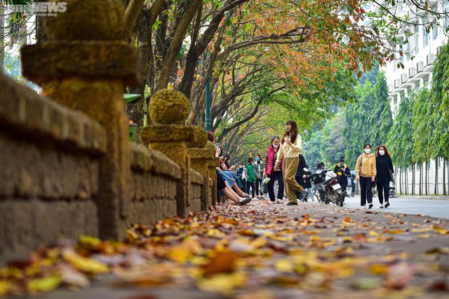 Die mit gelben Blättern bedeckte Straße der Liebe zieht die jungen Leute von Hanoi an - Foto 2.