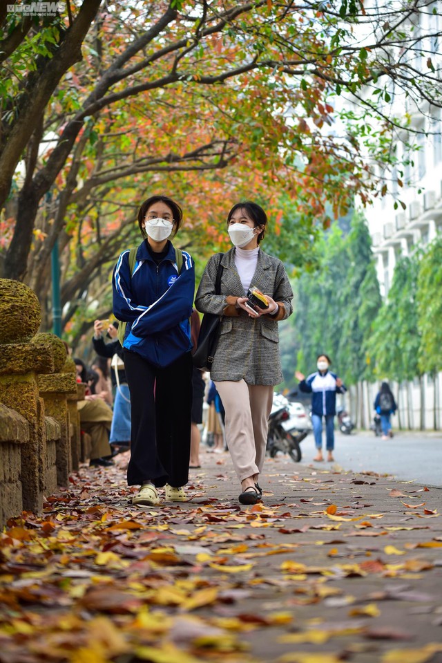 Die mit gelben Blättern bedeckte Straße der Liebe zieht die jungen Menschen von Hanoi an - Foto 10.