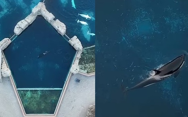 "Cá voi sát thủ cô đơn nhất thế giới" qua đời: Hơn 1 thập kỷ bị cô lập, từng có video quay cảnh đập đầu vào tường gây xót xa