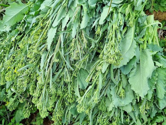 Mầm, lá các loại rau củ trước bỏ đi nay thành đặc sản đắt đỏ - Ảnh 5.