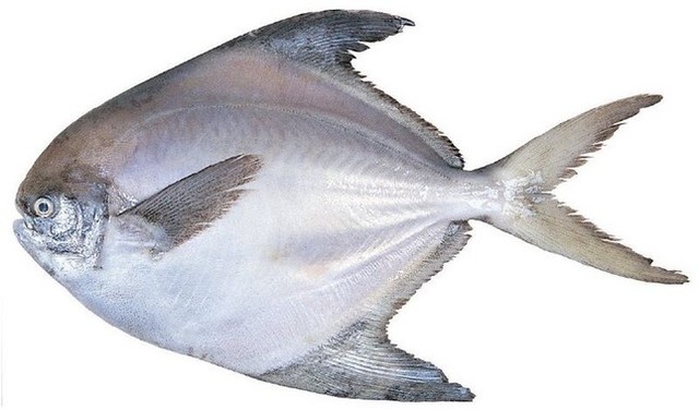  Đi chợ thấy những loại cá này nên mua ngay bởi cá ngọt thịt, ít xương lại giàu dinh dưỡng - Ảnh 6.