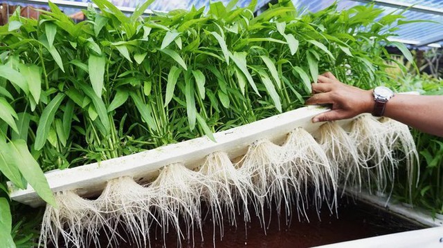 Loại rau quốc dân của Việt Nam, cũng được nhiều người châu Á ưu thích, nhưng nếu trồng ở một số bang tại Mỹ sẽ bị coi là phạm pháp - Ảnh 3.