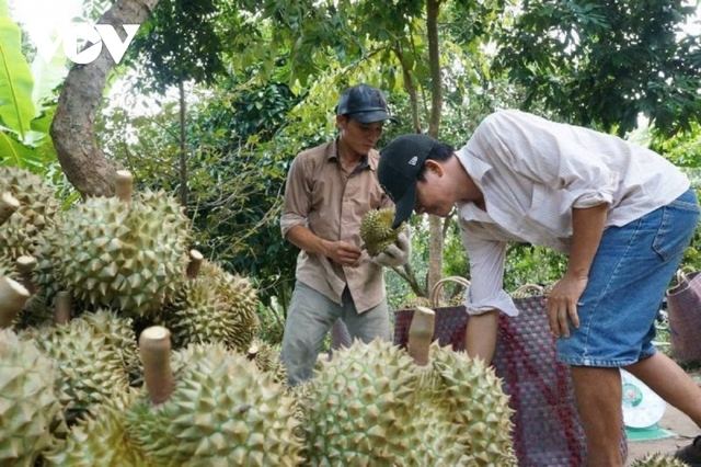 Ồ ạt trồng sầu riêng: Nguy cơ mất thị trường xuất khẩu - Ảnh 3.