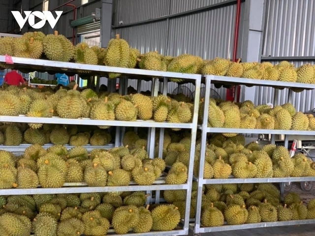 Ồ ạt trồng sầu riêng: Nguy cơ mất thị trường xuất khẩu - Ảnh 2.