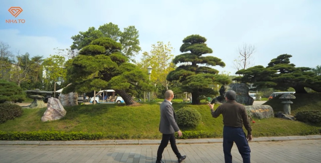 Thú chơi cây bạc tỷ của sếp FPT: Trồng cả “hạm đội thông Nhật”, đặt cây tùng 450 năm tuổi ngoài lối đi cho mọi người thoải mái chụp ảnh - Ảnh 7.