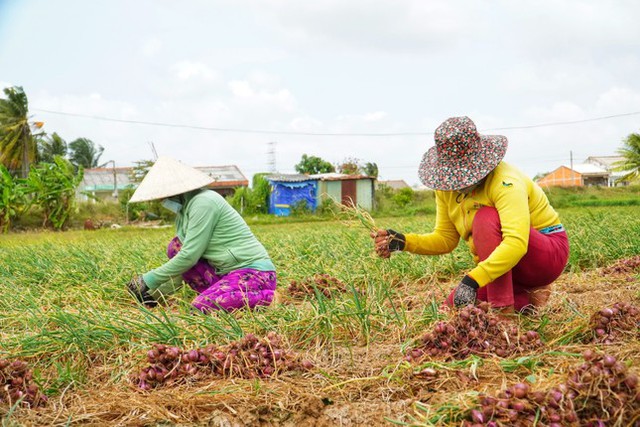 Vì sao hành tỏi ‘made in Vietnam’ thua ngay trên sân nhà? - Ảnh 3.