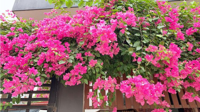 5 loại cây nở hoa quanh năm mang ý nghĩa may mắn, hút tiền tài cho gia chủ - Ảnh 4.