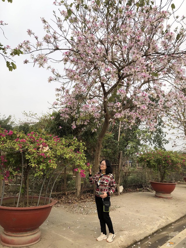 Ngất ngây trước vẻ đẹp Điện Biên mùa hoa ban nở lung linh nhất trong năm - Ảnh 19.