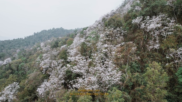Ngất ngây trước vẻ đẹp Điện Biên mùa hoa ban nở lung linh nhất trong năm - Ảnh 17.